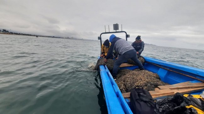 Dos recolectores de machas aparecieron muertos en Tongoy