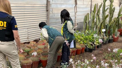  Incautan especies cactáceas protegidas en viveros de Antofagasta  