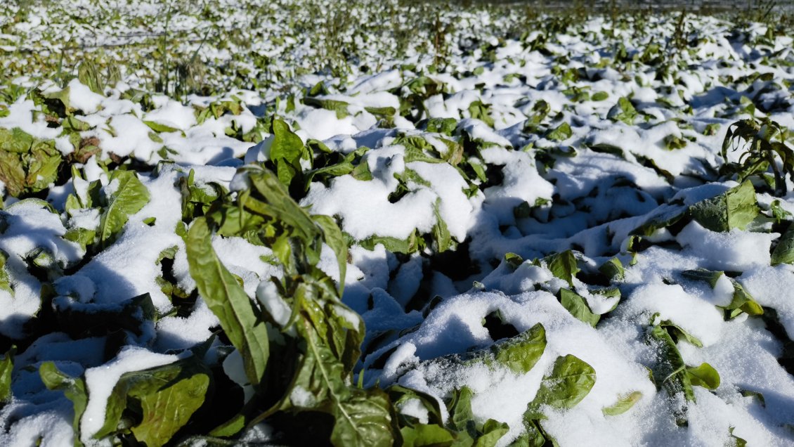 Parque eólico más alto del mundo impulsa desarrollo de energía limpia en China