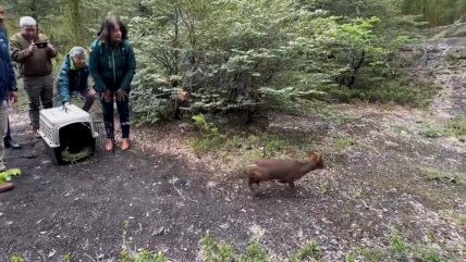   Salvados de ataques de perros, un coipo, un pudú y un pato volvieron a la vida salvaje 