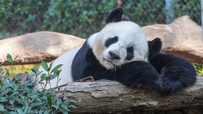 Australia recibió dos pandas gigantes de China