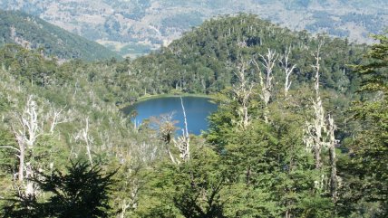 Alerta roja en Lonquimay por incendio en Reserva Nacional Alto Biobío