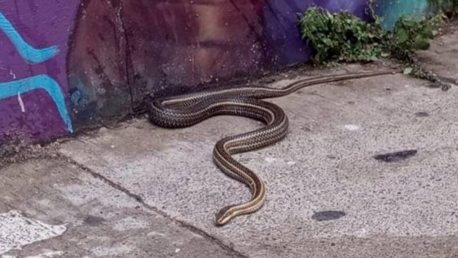 Serpiente de metro y medio fue hallada en pleno centro de Valparaíso