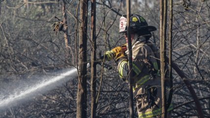   Persiste alerta roja: Incendio forestal afecta áreas protegidas en Lonquimay 