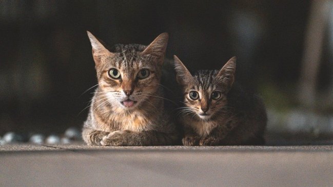 Brutal matanza de gatos moviliza a la Fiscalía y la PDI