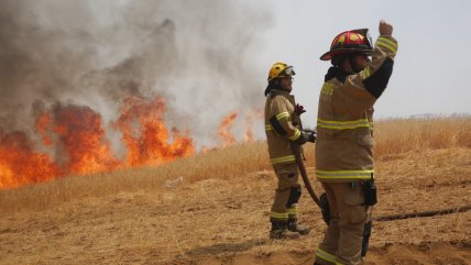   Un herido por incendio forestal en Litueche: Más de 500 hectáreas consumidas 