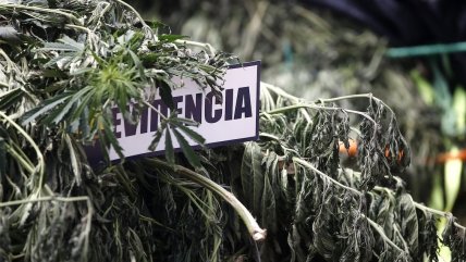 Cuatro PDIs heridos por trampas en operativo antidrogas en comunidad mapuche