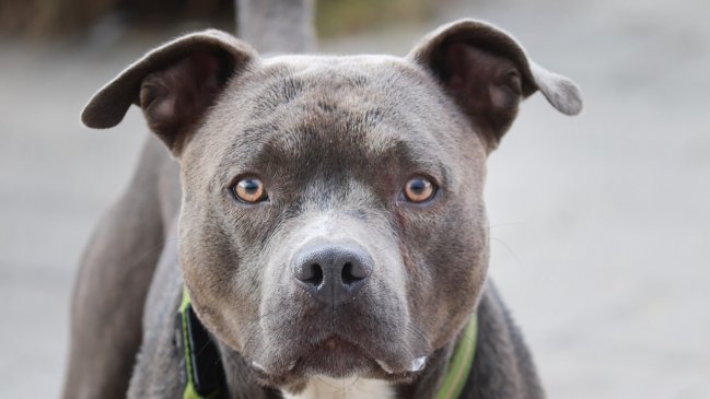 Bebé de 15 meses murió tras ser atacada por pitbull en Talca