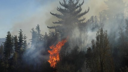  Balance Senapred: Hay 32 incendios forestales extinguidos y 12 en combate  