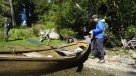 Conaf aplica método piloto para controlar al visón en el Parque Herquehue