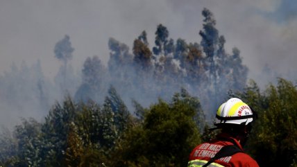   Alerta roja en Marchigüe por incendio forestal cercano a viviendas 