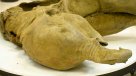 Descubren una cría de mamut de 50.000 años de antigüedad