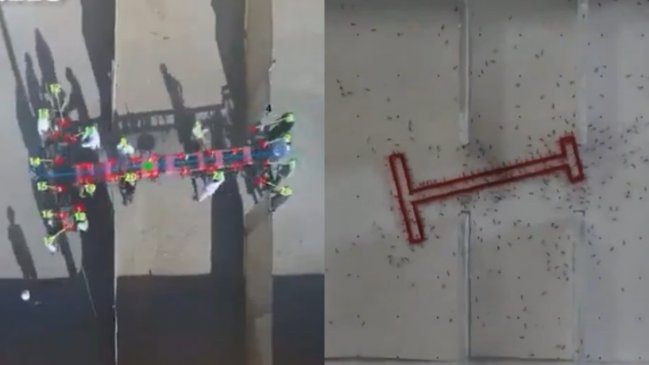 ¿Quién ganó?: Científicos compararon inteligencia grupal de hormigas y humanos