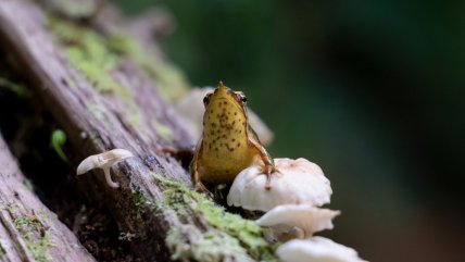   Congreso Futuro: Ranitas de Darwin viajaron a Londres para prevenir su extinción 