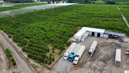   De La Araucanía a China: Cerezas de Malleco ganan espacio en el gigante asiático 