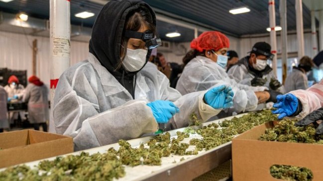 Venta de cannabis en Nueva York superó los mil millones dólares desde legalización en 2022