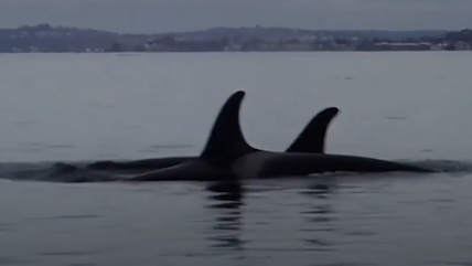  Duelo en el océano: Avistan a una orca cargando a su cría muerta  