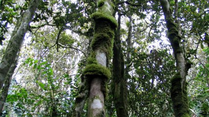 Conaf cierra todos los parques nacionales entre Coquimbo y La Araucanía