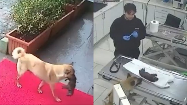 Perrita llevó a su cría moribunda al veterinario para intentar salvarla