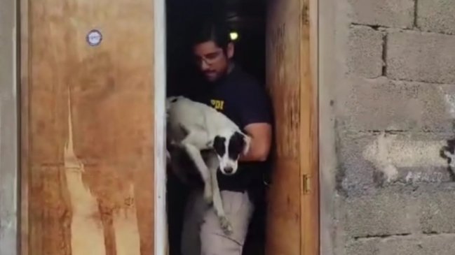 Hombre que tenía 13 perros en malas condiciones en Antofagasta quedó con arraigo