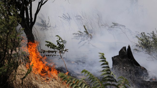 Senapred: Ocho incendios activos y en alerta roja a nivel nacional