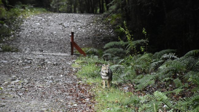 Conaf rebaja tarifa a jóvenes en todos los parques nacionales de Chile