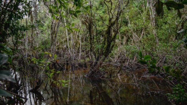 Valdivia fue declarada como Ciudad Humedal