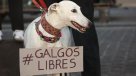  Solicitan al Presidente Boric que prohíba las carreras de perros galgos  