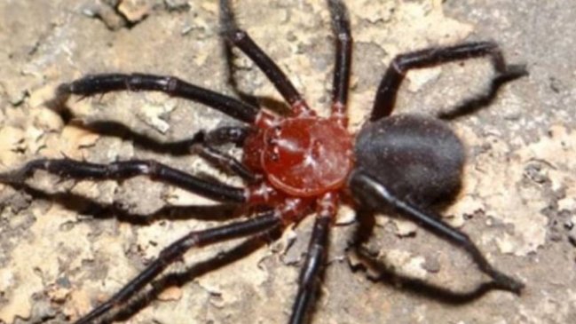 Descubren nueva especie de araña en Talca: La Calathotarsus Gigas