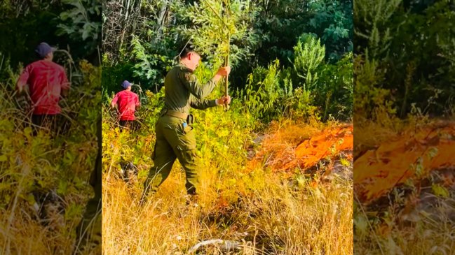 Incendio forestal en Perquenco: Detuvieron a mujer acusada de quemar basura