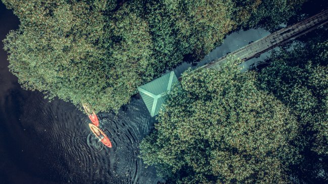 Crece cobertura de bosques de manglares en China gracias a esfuerzos de conservación