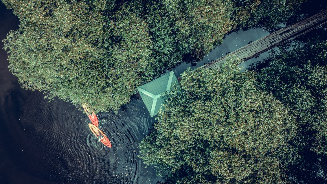 Crece cobertura de bosques de manglares en China gracias a esfuerzos de conservación