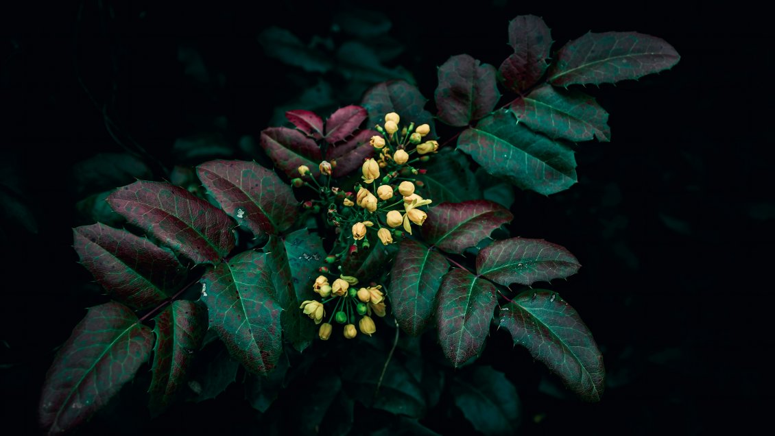 Descubren cómo las plantas diferencian entre 