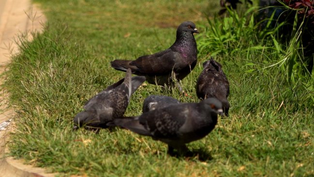Cambios en la ciudad se reflejan en la fisonomía de las palomas, según estudio