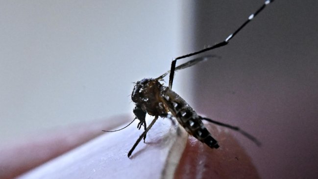 Sao Paulo decretó una emergencia sanitaria por aumento de casos de dengue