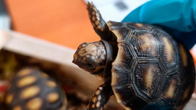 Mujer intentó ingresar de contrabando a Chile dos especies de tortuga protegidas