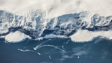 Gripe aviar afecta a toda la Antártica: Hay pingüinos y focas infectados