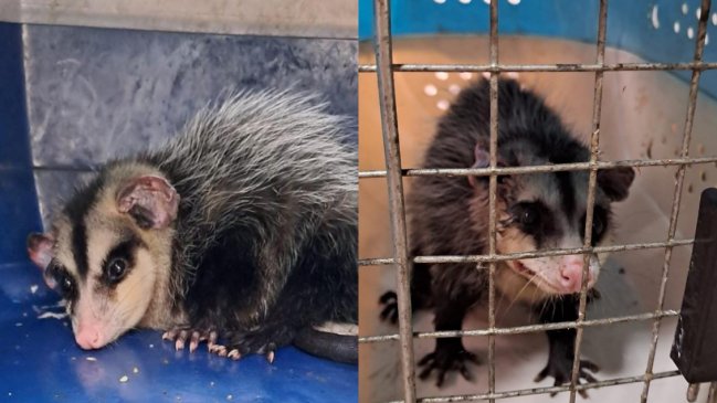 Rescatan a comadreja boliviana en Iquique: Perros la estaban atacando