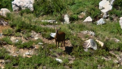   Avistaron huemules en reserva nacional en la Región del Ñuble 
