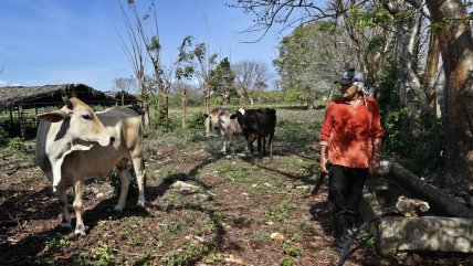   Robo y faenamiento ilegal de vacas recrudece en medio de la crisis cubana 