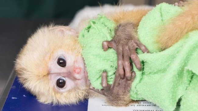 Detienen en aeropuerto colombiano a pareja con seis monos ocultos en sus partes íntimas