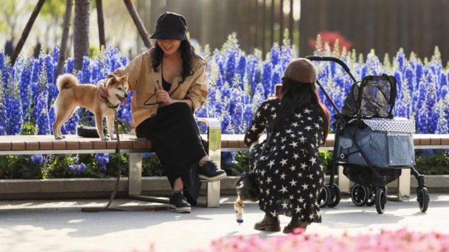 Jóvenes chinos encuentran su vocación en profesiones emergentes