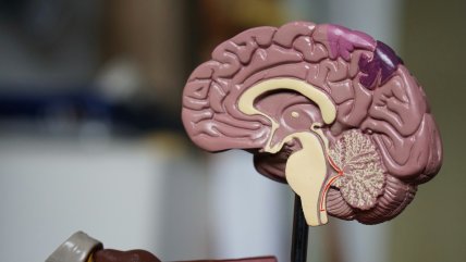   Estudio descubre una nueva forma de aprendizaje del cerebro 