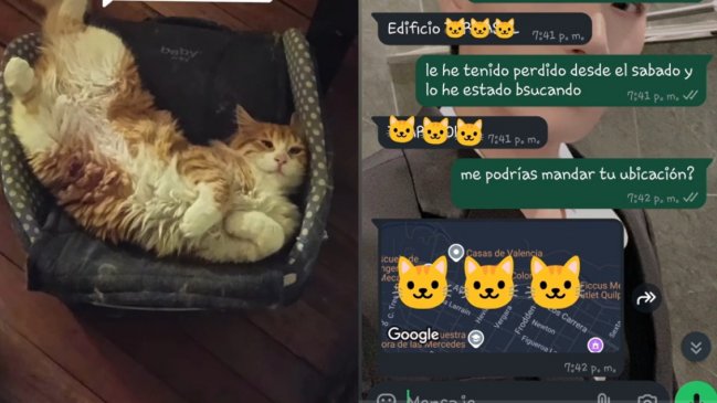 Gatito escapó de su casa en Renca y fue encontrado en Quilpué: Viajó más de 120 km