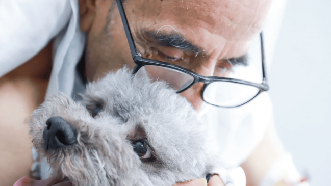 Hospital U. de Chile autorizó visitas de mascotas a pacientes críticos