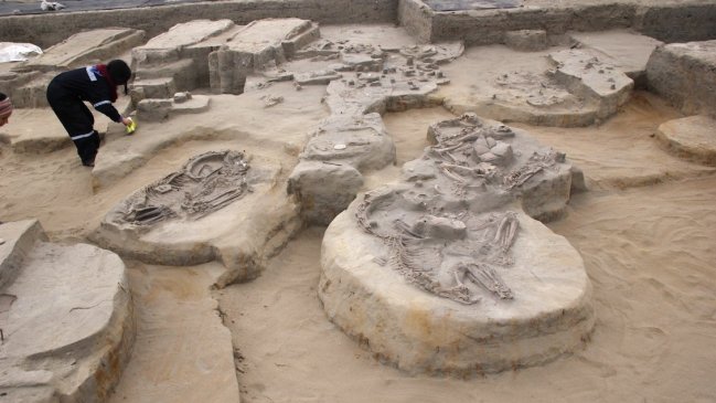 Los diaguitas domesticaron las llamas siglos antes que los incas, según estudio