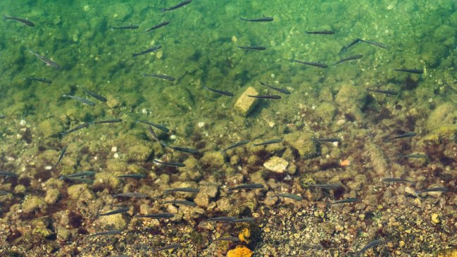 China estableció compensación ecológica para los ríos Yangtse y Amarillo