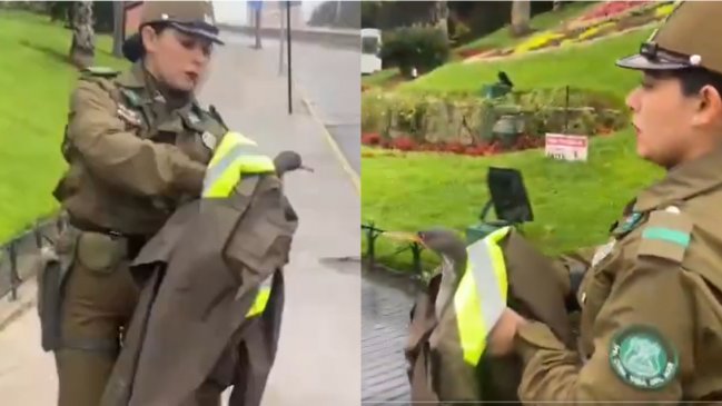 Carabineras rescatan a pato herido en Reloj de Flores de Viña del Mar