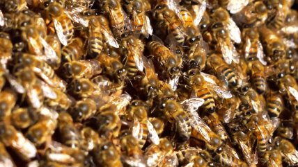   Sanas, puras y mansas: la exportación de abejas reina desde Chile vive un 