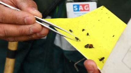  UDI cuestionó ingreso de frutas peruanas en medio de crisis por mosca de la fruta  